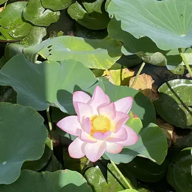 Profile image of 오다 노부나가