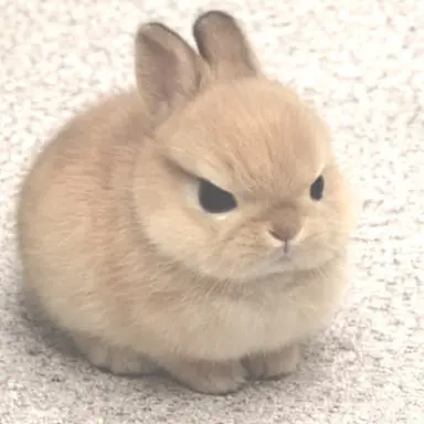 Profile image of すんちょる
