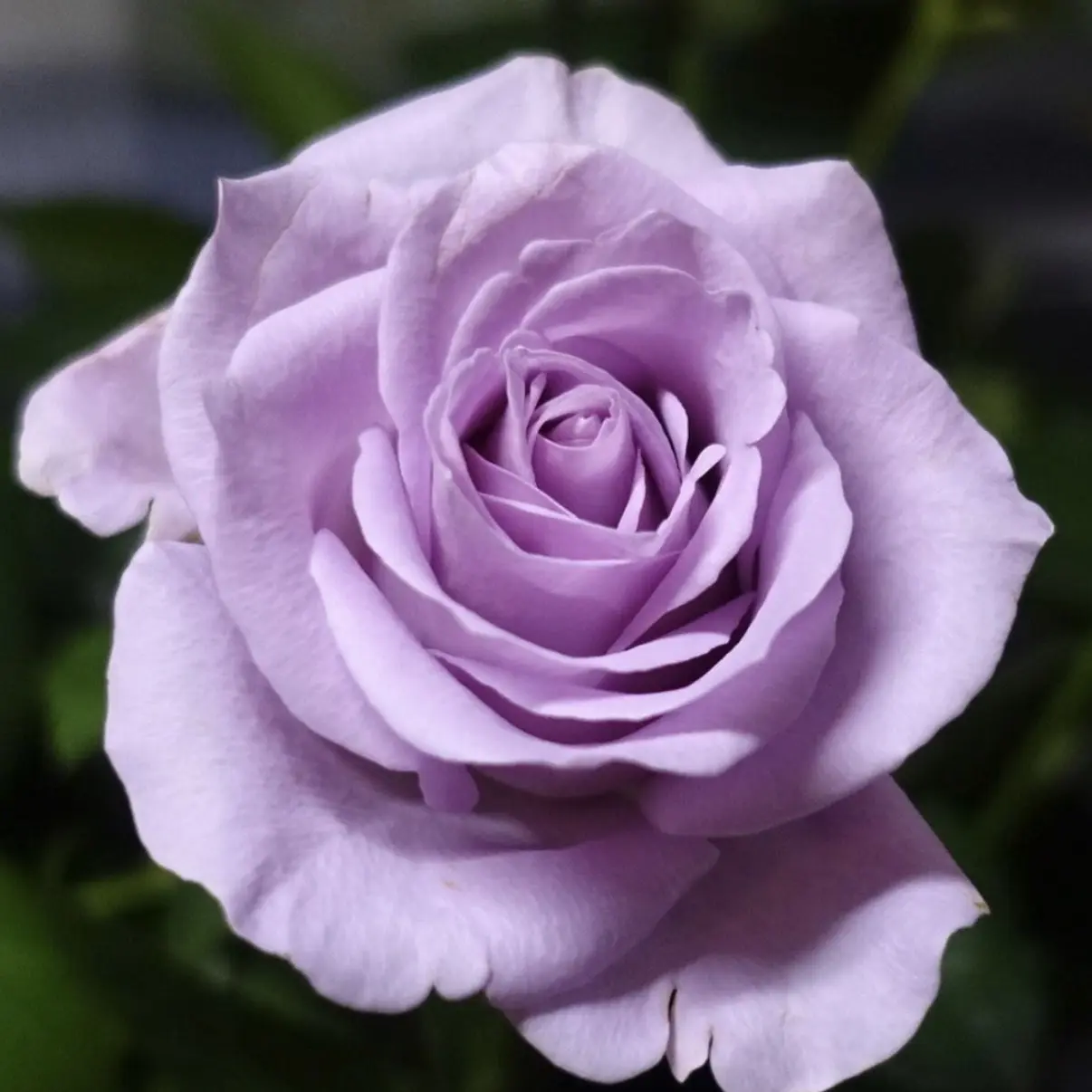 StingyMacaw1801의 おかめさん