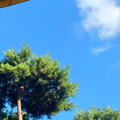 Profile image of 박재하