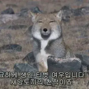 Profile image of 여우
