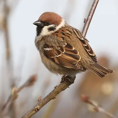 Profile image of Bird