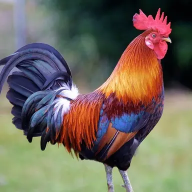Profile image of Chicken