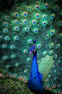 Profile image of Peacok