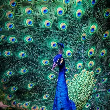 Profile image of Peacok