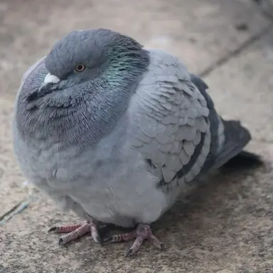 Profile image of Piegion