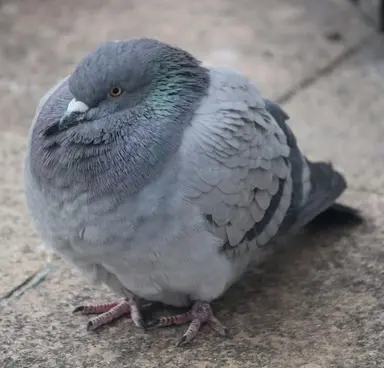Profile image of Piegion