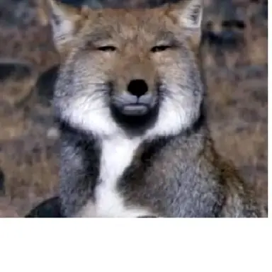 Profile image of 여우