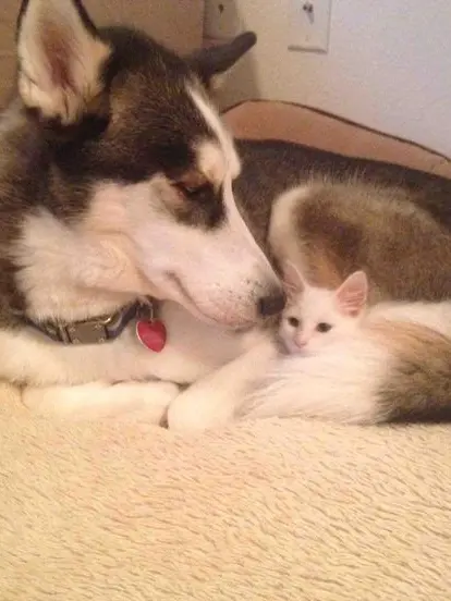 BlandTetra8819의 2人の先生に好かれて困ってます♡