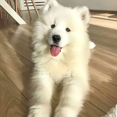 Profile image of 두부