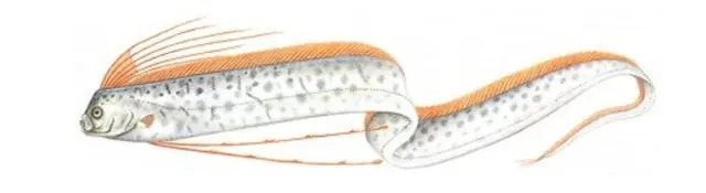 Profile image of 소멸