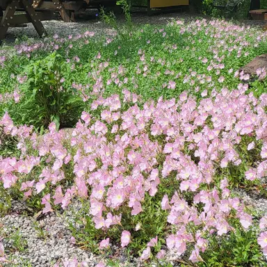 Profile image of 두밥