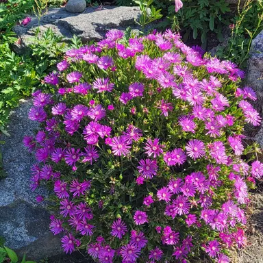 Profile image of 오이씨