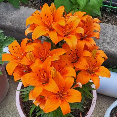 Profile image of 로사