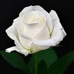 Profile image of 야마나카 쥬타로