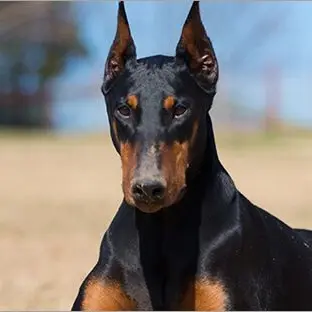 Profile image of セバスチャン