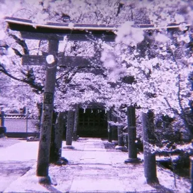 Profile image of 멜로우