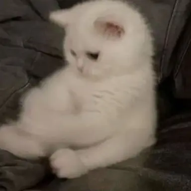Profile image of Snow