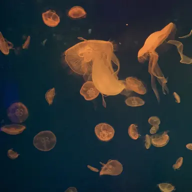 Profile image of 西畑大吾