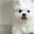 강유설