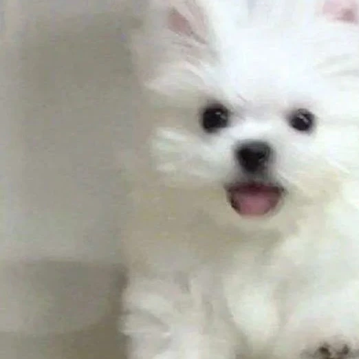 강유설