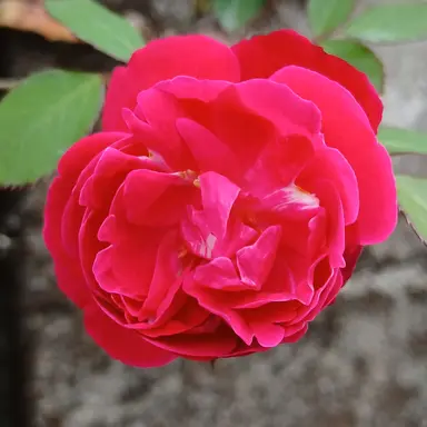 Profile image of カンヒュ達