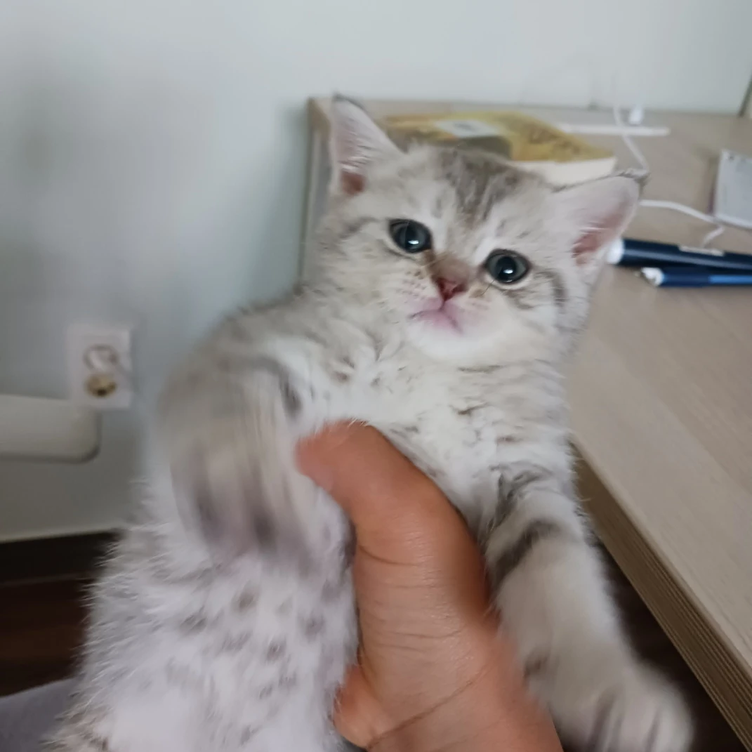 고고프렌즈