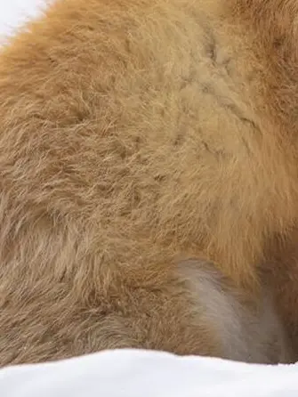 191911451419191145141919114514의 💛‪💚🦖 きつね