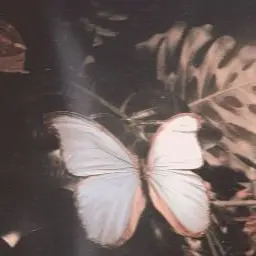Profile image of 흰색 모델