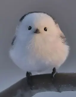 Profile image of オ・ショウン