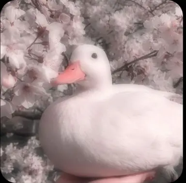 Profile image of ヨ・ハヨン