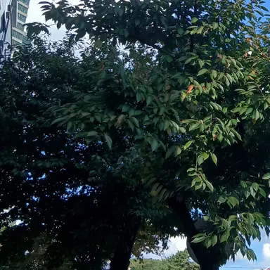 Profile image of 탄지로 하나코 무이