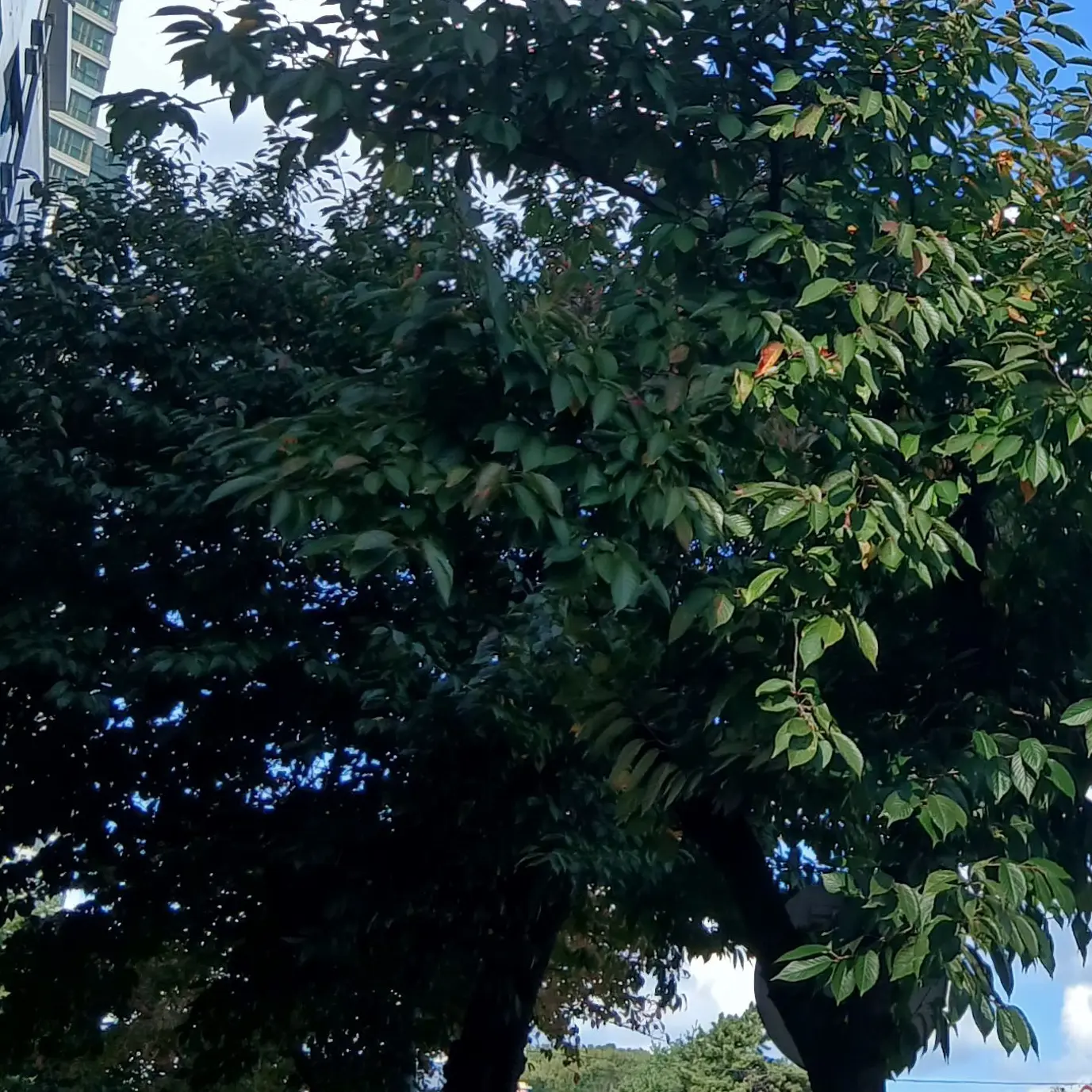 VolcanicPrecious의 하나코,네즈코,무이치로,탄지로