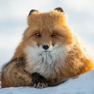 Profile image of 여우