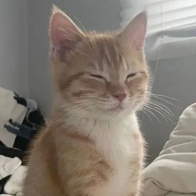 Profile image of 캣삐