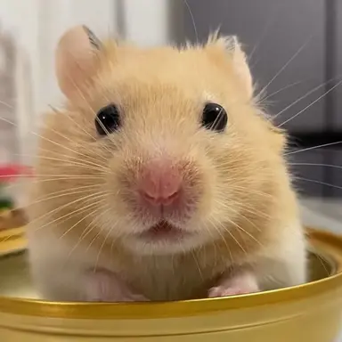 Profile image of 달링