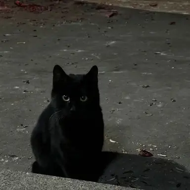 Profile image of 탯풍