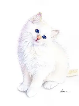Profile image of シエル