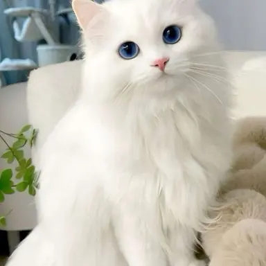 Profile image of 김아린