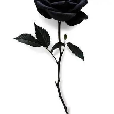 Profile image of 가온
