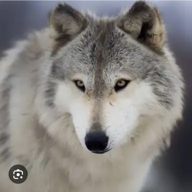 Profile image of 늑대