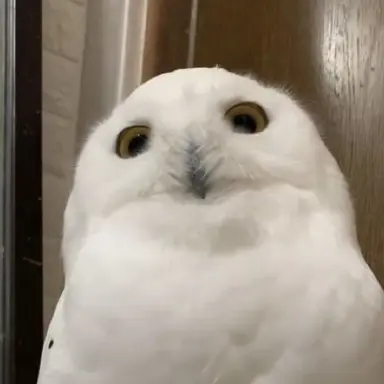 Profile image of 하얀부엉이