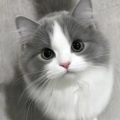 Profile image of 레오