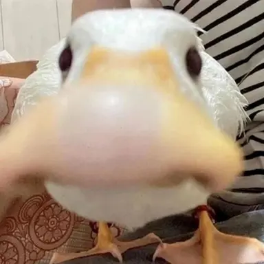 Profile image of 꽥