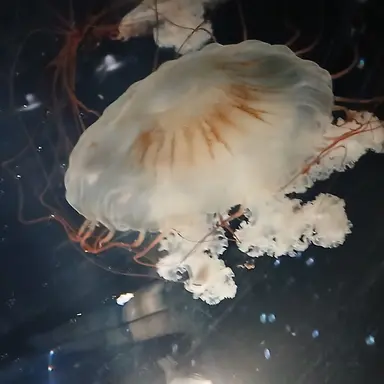 Profile image of 대왕해파리