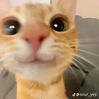 SwiftVase6566의 MHA Meets a Therian