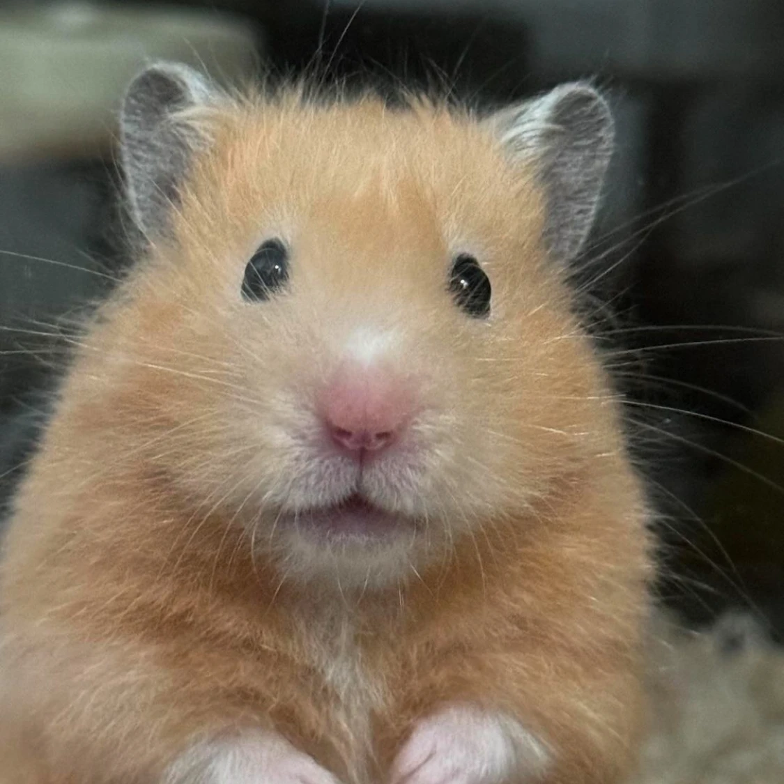 최승첧