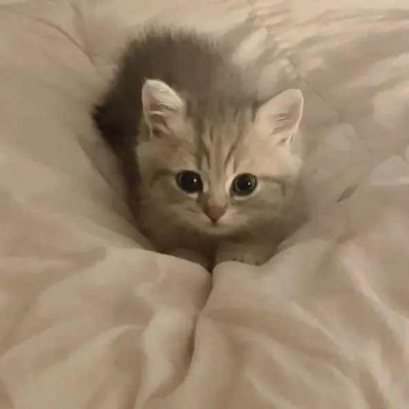 SubtleVideo1374의 황현진