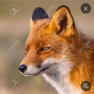 Profile image of 여우