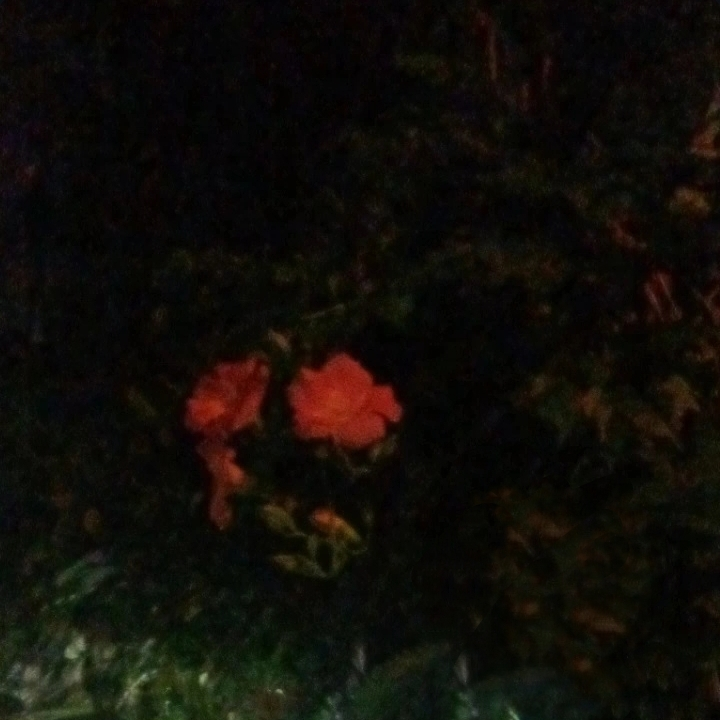 凌霄花 대표 이미지